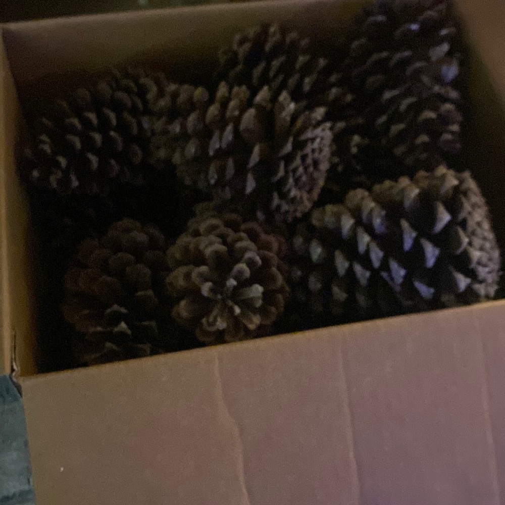 Pinecones